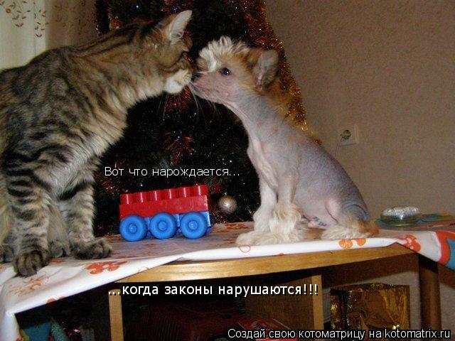 Вот что нарождается... ...когда законы нарушаются!!!... Котоматрица: Вот что нарождается... ...когда законы нарушаются!!!