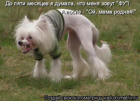 До пяти месяцев я думала, что меня зовут "ФУ"! А после - "Ой, мама родная!"... Котоматрица: До пяти месяцев я думала, что меня зовут "ФУ"! А после - "Ой, мама родная!"