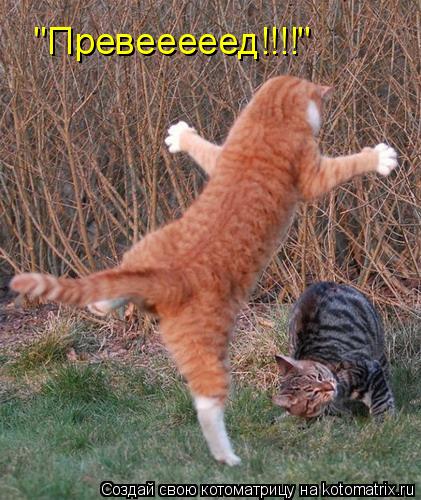 "Превееееед!!!!"... Котоматрица: "Превееееед!!!!"