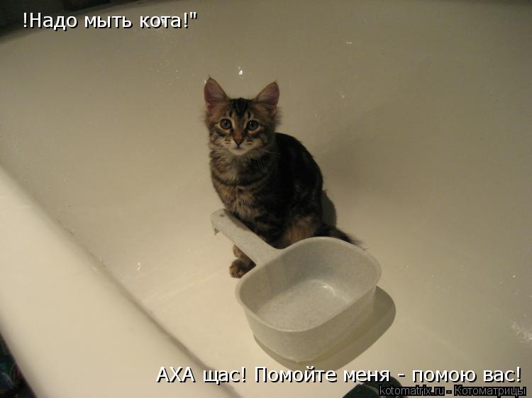 !Надо мыть кота!" АХА щас! Помойте меня - помою вас!... Котоматрица: !Надо мыть кота!" АХА щас! Помойте меня - помою вас!