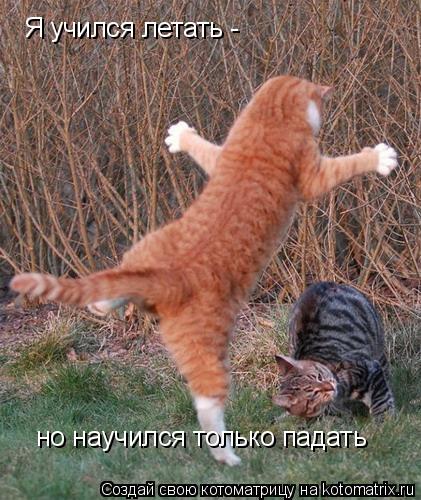 Я учился летать - но научился только падать но научился только падать... Котоматрица: Я учился летать - но научился только падать но научился только падать