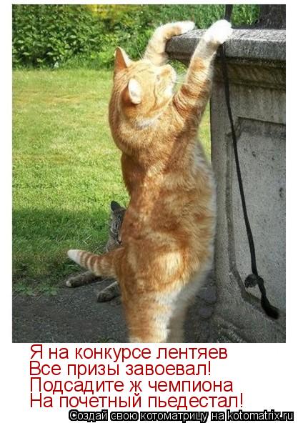 Котоматрица: Я на конкурсе лентяев Все призы завоевал! Подсадите ж чемпиона На почетный пьедестал!