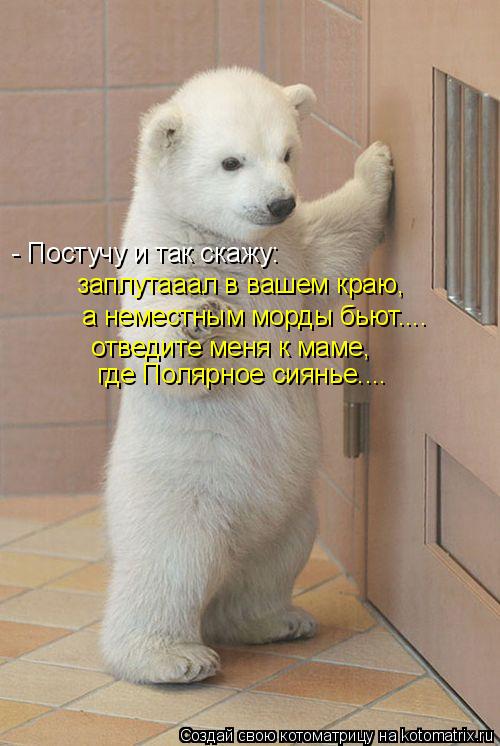 - Постучу и так скажу: заплутааал в вашем краю, а неместным морды бьют.... отведите меня к маме, где ... Котоматрица: - Постучу и так скажу: заплутааал в вашем краю, а неместным морды бьют.... отведите меня к маме, где Полярное сиянье....