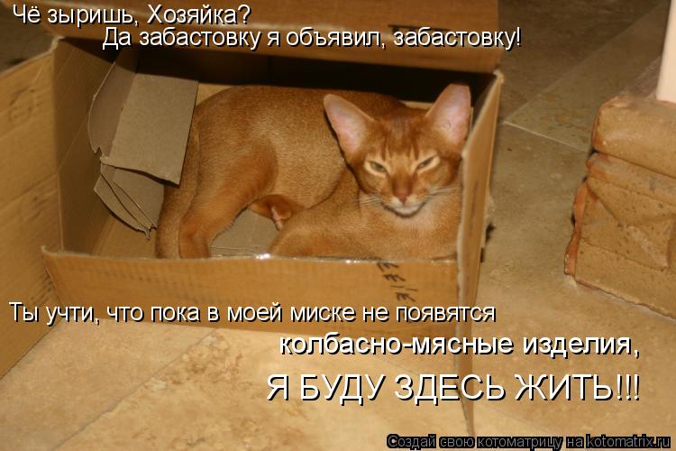 Котоматрица: Чё зыришь, Хозяйка? Да забастовку я объявил, забастовку! Ты учти, что пока в моей миске не появятся колбасно-мясные изделия, Я БУДУ ЗДЕСЬ ЖИТЬ