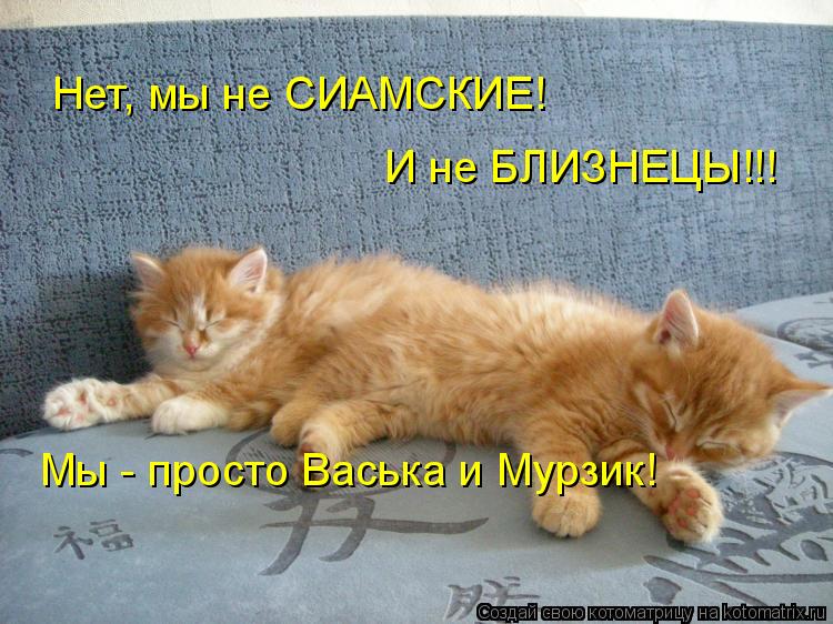 Нет, мы не СИАМСКИЕ! И не БЛИЗНЕЦЫ!!! Мы - просто Васька и Мурзик!... Котоматрица: Нет, мы не СИАМСКИЕ! И не БЛИЗНЕЦЫ!!! Мы - просто Васька и Мурзик!