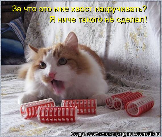 За что это мне хвост накручивать? Я ниче такого не сделал!... Котоматрица: За что это мне хвост накручивать? Я ниче такого не сделал!