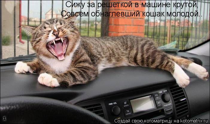 Сижу за решеткой в машине крутой, Совсем обнаглевший кошак молодой..... Котоматрица: Сижу за решеткой в машине крутой, Совсем обнаглевший кошак молодой..