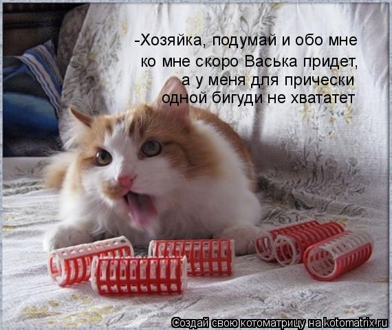 -Хозяйка, подумай и обо мне а у меня для прически одной бигуди не хвататет ко мне скоро Васька прид... Котоматрица: -Хозяйка, подумай и обо мне а у меня для прически одной бигуди не хвататет ко мне скоро Васька придет,