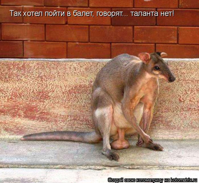 Так хотел пойти в балет, говорят... таланта нет!... Котоматрица: Так хотел пойти в балет, говорят... таланта нет!