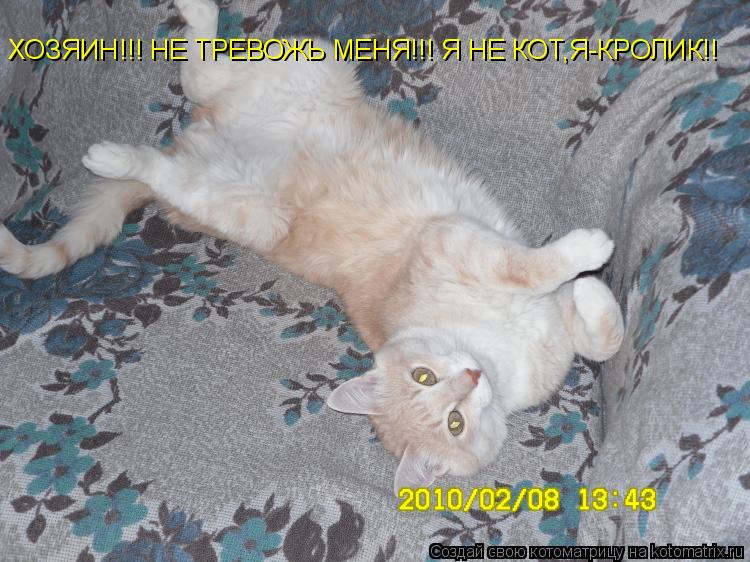 ХОЗЯИН!!! НЕ ТРЕВОЖЬ МЕНЯ!!! Я НЕ КОТ,Я-КРОЛИК!!... Котоматрица: ХОЗЯИН!!! НЕ ТРЕВОЖЬ МЕНЯ!!! Я НЕ КОТ,Я-КРОЛИК!!