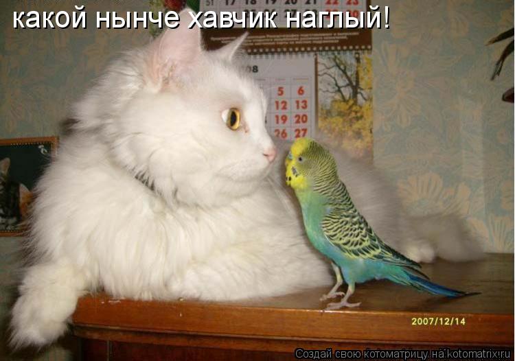 какой нынче хавчик наглый!... Котоматрица: какой нынче хавчик наглый!