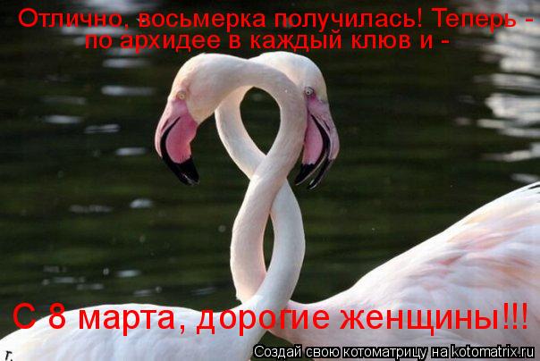 Отлично, восьмерка получилась! Теперь - по архидее в каждый клюв и - С 8 марта, дорогие женщины!!!... Котоматрица: Отлично, восьмерка получилась! Теперь - по архидее в каждый клюв и - С 8 марта, дорогие женщины!!!