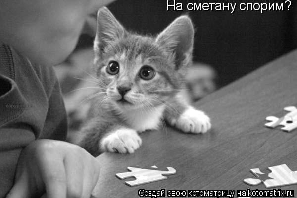 На сметану спорим?... Котоматрица: На сметану спорим?
