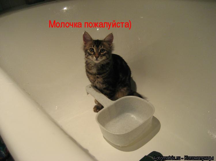 Молочка пожалуйста)... Котоматрица: Молочка пожалуйста)