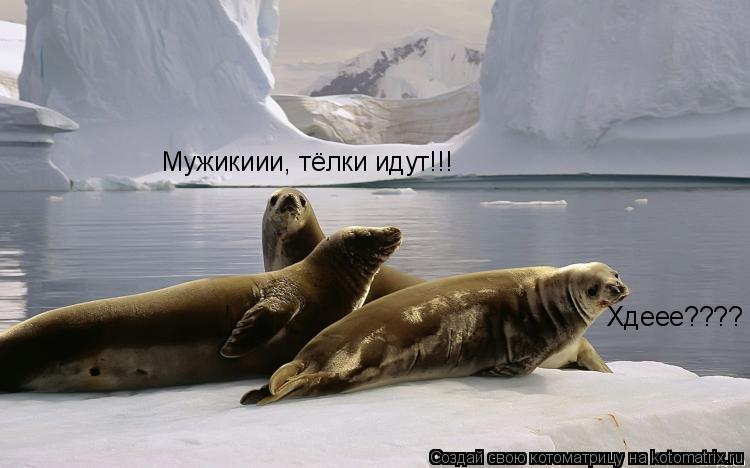 Мужикиии, тёлки идут!!! Хдеее????... Котоматрица: Мужикиии, тёлки идут!!! Хдеее????