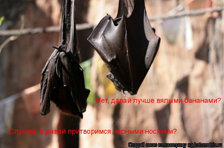 Слушай, а давай притворимся чёрными носками? Нет, давай лучше вялыми бананами?... Котоматрица: Слушай, а давай притворимся чёрными носками? Нет, давай лучше вялыми бананами?
