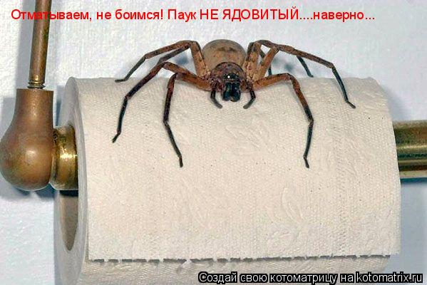 Отматываем, не боимся! Паук НЕ ЯДОВИТЫЙ....наверно...... Котоматрица: Отматываем, не боимся! Паук НЕ ЯДОВИТЫЙ....наверно...