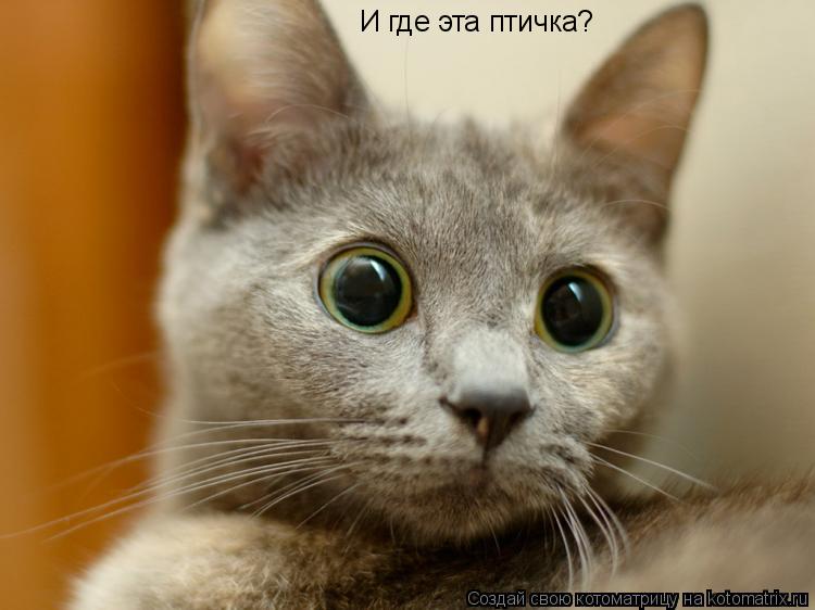 Ш И где эта птичка?... Котоматрица: Ш И где эта птичка?