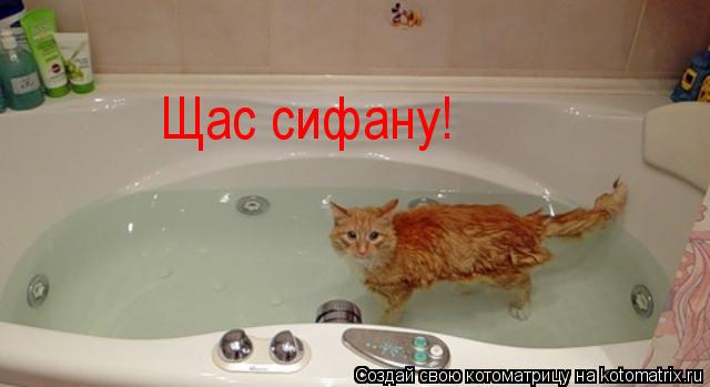 Щас сифану!... Котоматрица: Щас сифану!