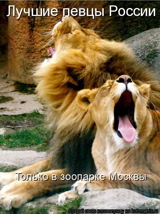 Котоматрица: Лучшие певцы России Только в зоопарке Москвы