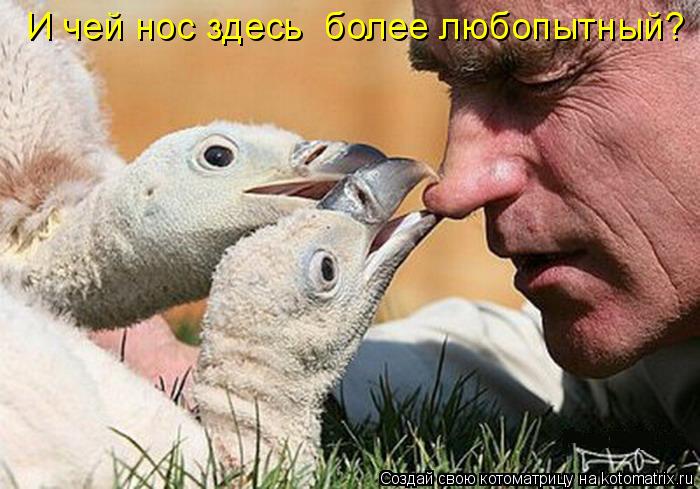 Котоматрица: И чей нос здесь  более любопытный?