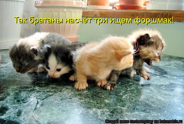 Котоматрица: Так братаны насчёт три ищем форшмак!