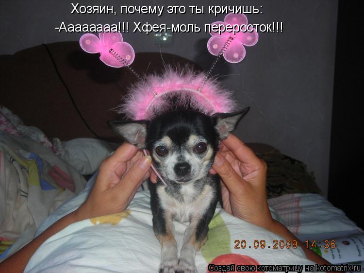 Котоматрица: Хозяин, почему это ты кричишь: -Аааааааа!!! Хфея-моль переросток!!!