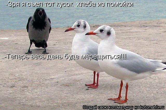 Котоматрица: -Зря я съел тот кусок  хлеба из помойки -Теперь весь день буде мерещиться!!!