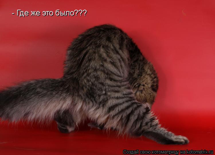 Котоматрица: - Где же это было???
