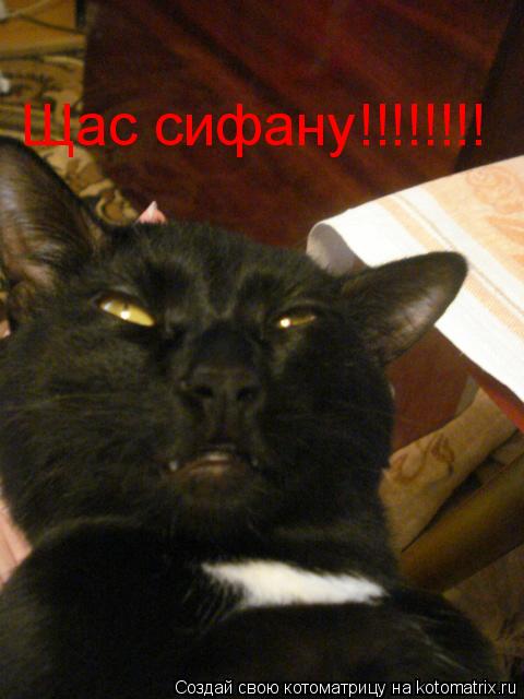 Щас сифану!!!!!!!!... Котоматрица: Щас сифану!!!!!!!!
