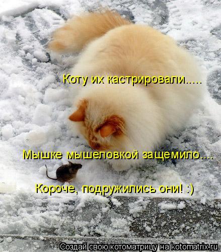 Коту их кастрировали..... Мышке мышеловкой защемило.... Короче, подружились они! :)... Котоматрица: Коту их кастрировали..... Мышке мышеловкой защемило.... Короче, подружились они! :)