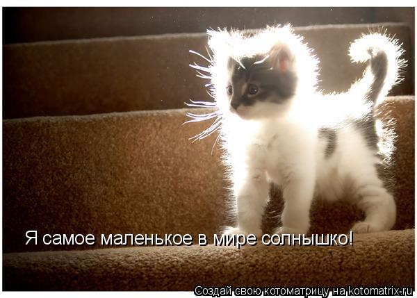 Я самое маленькое в мире солнышко!... Котоматрица: Я самое маленькое в мире солнышко!