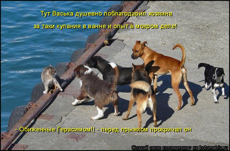 Тут Васька душевно поблагодарил хозяина за таки купания в ванне и опыт в мокром деле! - Обиженные Ге... Котоматрица: Тут Васька душевно поблагодарил хозяина за таки купания в ванне и опыт в мокром деле! - Обиженные Герасимом!! - перед прыжком прокричал он