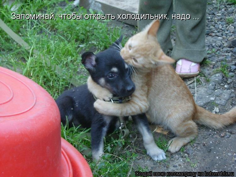 Запоминай, чтобы открыть холодильник, надо ...... Котоматрица: Запоминай, чтобы открыть холодильник, надо ...