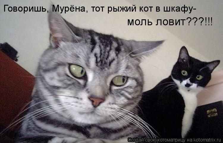Говоришь, Мурёна, тот рыжий кот в шкафу- моль ловит???!!!... Котоматрица: Говоришь, Мурёна, тот рыжий кот в шкафу- моль ловит???!!!