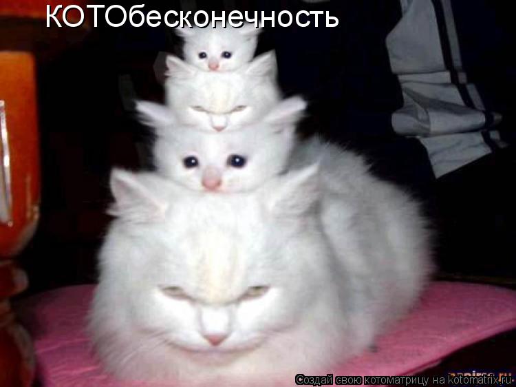 КОТОбесконечность... Котоматрица: КОТОбесконечность