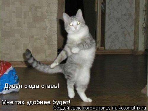 Диван сюда ставь! Мне так удобнее будет!... Котоматрица: Диван сюда ставь! Мне так удобнее будет!