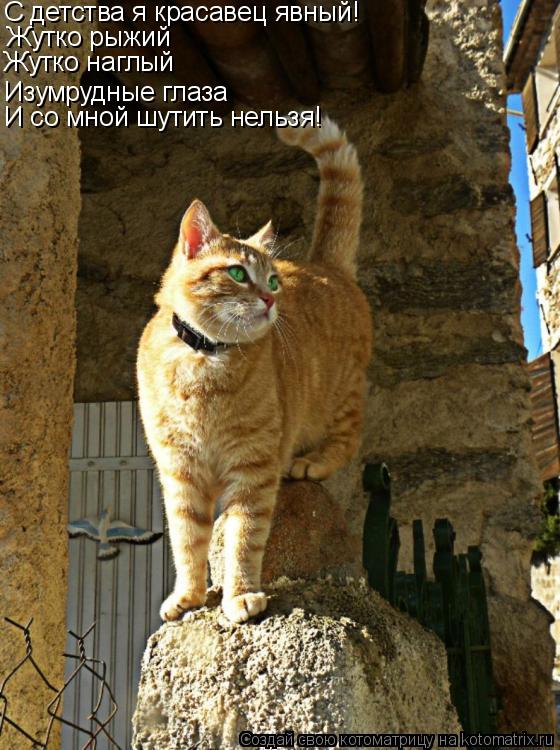 Жутко рыжий Жутко наглый Изумрудные глаза С детства я красавец явный! И со мной шутить нельзя!... Котоматрица: Жутко рыжий Жутко наглый Изумрудные глаза С детства я красавец явный! И со мной шутить нельзя!