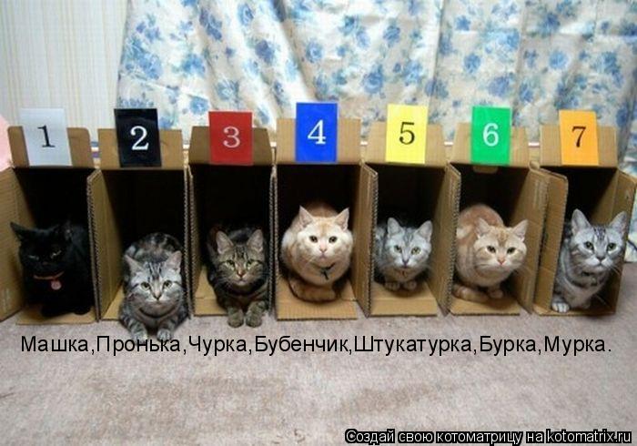 Машка,Пронька,Чурка,Бубенчик,Штукатурка,Бурка,Мурка.... Котоматрица: Машка,Пронька,Чурка,Бубенчик,Штукатурка,Бурка,Мурка.
