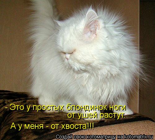 - Это у простых блондинок ноги от ушей растут. А у меня - от хвоста!!!... Котоматрица: - Это у простых блондинок ноги от ушей растут. А у меня - от хвоста!!!