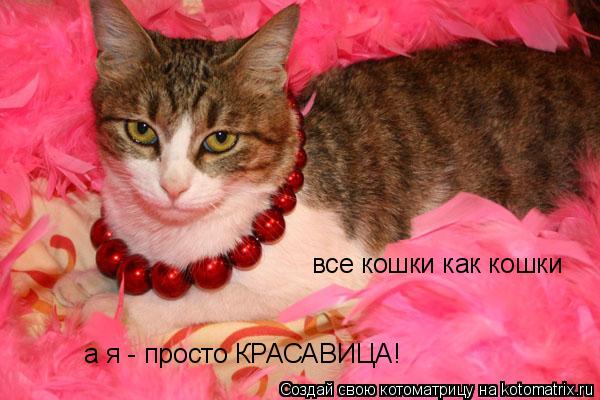 все кошки как кошки а я - просто КРАСАВИЦА!... Котоматрица: все кошки как кошки а я - просто КРАСАВИЦА!