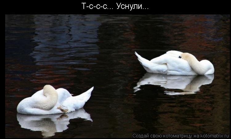 Т-с-с-с... Уснули...... Котоматрица: Т-с-с-с... Уснули...