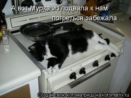 А вот Мурка из подвала к нам погреться забежала ...... Котоматрица: А вот Мурка из подвала к нам погреться забежала ...