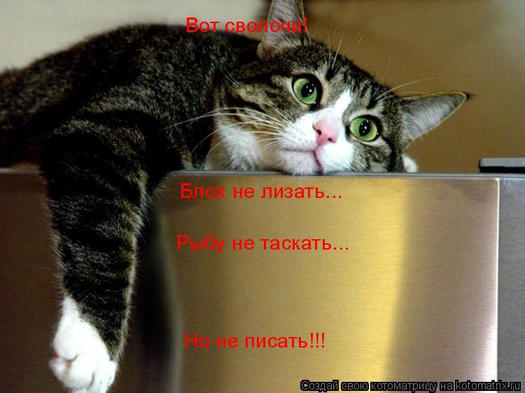 Вот сволочи! Блох не лизать... Рыбу не таскать... Но не писать!!!... Котоматрица: Вот сволочи! Блох не лизать... Рыбу не таскать... Но не писать!!!