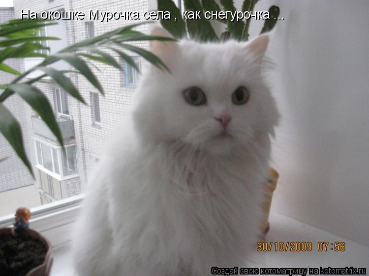 На окошке Мурочка села , как снегурочка ...... Котоматрица: На окошке Мурочка села , как снегурочка ...