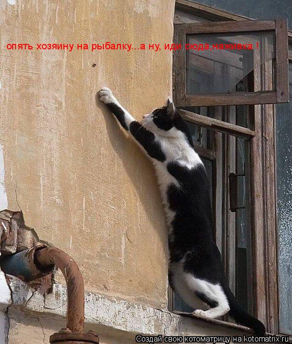 опять хозяину на рыбалку...а ну, иди сюда,наживка !... Котоматрица: опять хозяину на рыбалку...а ну, иди сюда,наживка !