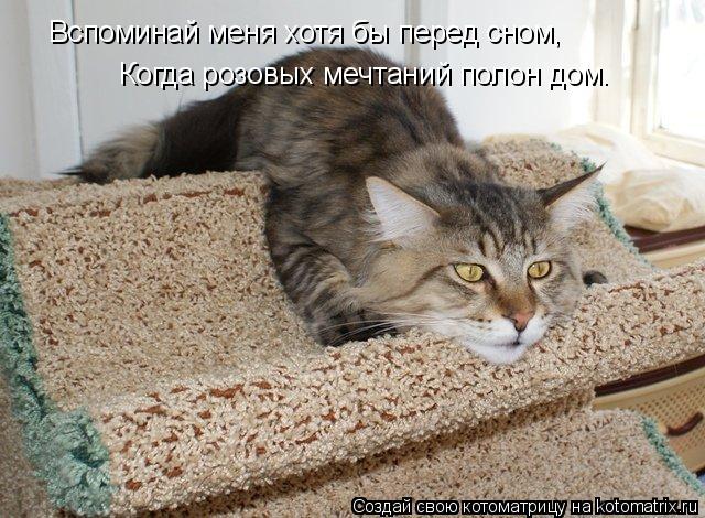 Вспоминай меня хотя бы перед сном, Когда розовых мечтаний полон дом.... Котоматрица: Вспоминай меня хотя бы перед сном, Когда розовых мечтаний полон дом.