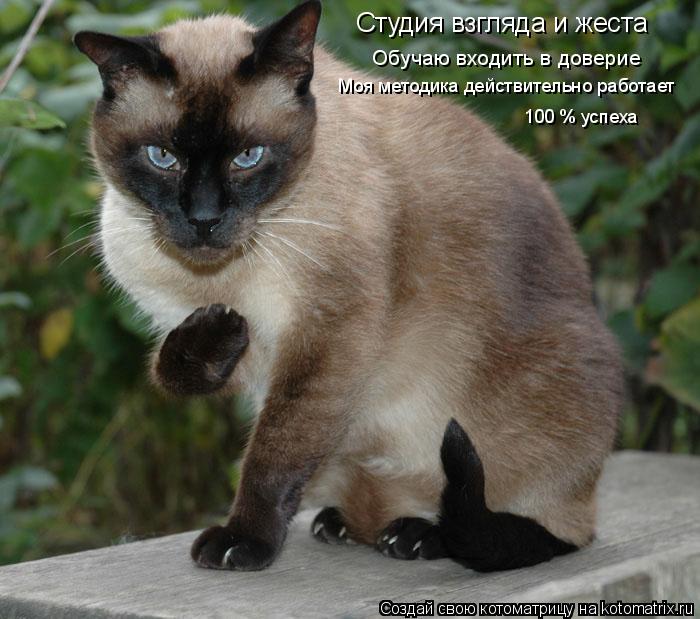 Студия взгляда и жеста Обучаю входить в доверие 100 % успеха Моя методика действительно работает... Котоматрица: Студия взгляда и жеста Обучаю входить в доверие 100 % успеха Моя методика действительно работает