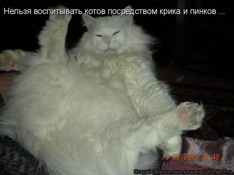Нельзя воспитывать котов посредством крика и пинков ...... Котоматрица: Нельзя воспитывать котов посредством крика и пинков ...