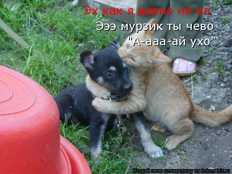Эх как я давно не ел Эээ мурзик ты чево "А-ааа-ай ухо"... Котоматрица: Эх как я давно не ел Эээ мурзик ты чево "А-ааа-ай ухо"